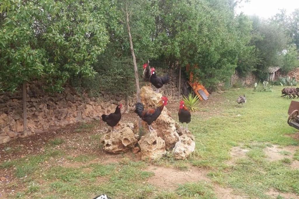 Vakantiehuis Sa Rota Santa Margarita (Mallorca)